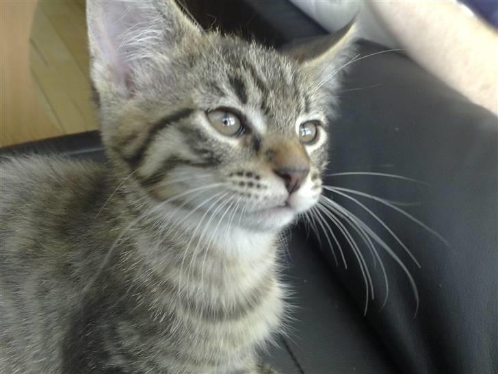 Blanding af racer Sofus - taget i profil.. hehe billede 6