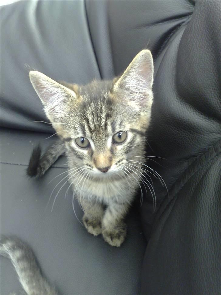 Blanding af racer Sofus billede 7