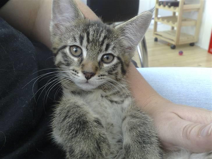 Blanding af racer Sofus billede 8