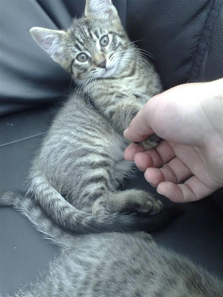 Blanding af racer Sofus billede 9