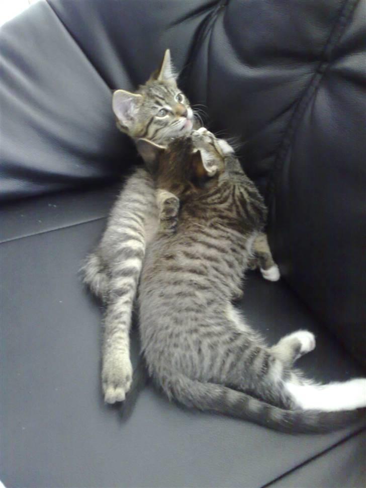 Blanding af racer Sofus - jeg vil vaske dig søs.. lad nu hver og sov billede 10