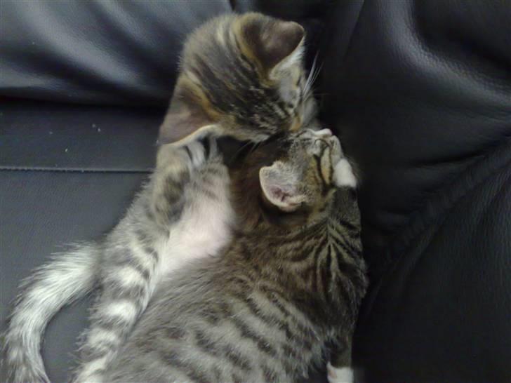 Blanding af racer Sofus - du er beskidt.. hallo vågn op... billede 11