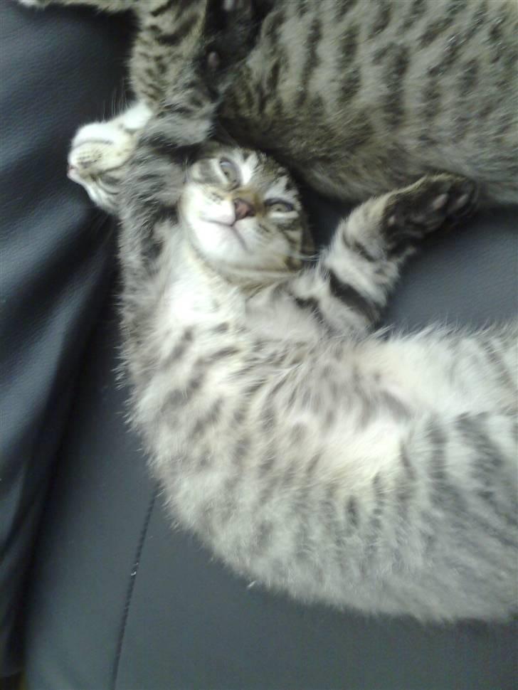 Blanding af racer Sofus - er jeg ikke bare dejlig? billede 12