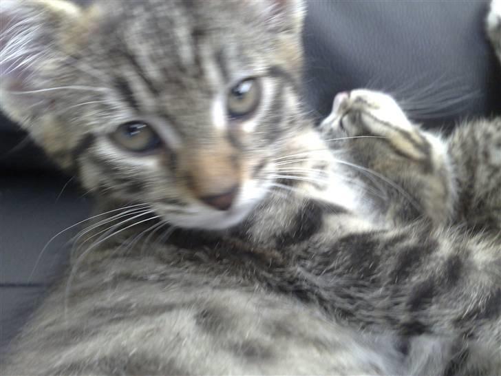 Blanding af racer Sofus - kan man stå for de øjne? billede 13