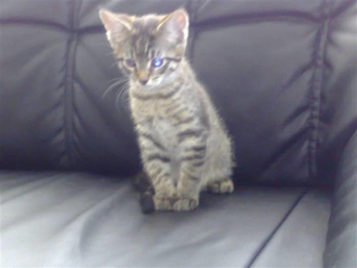 Blanding af racer Sofus - jeg er stadig ikke særlig stor... billede 14