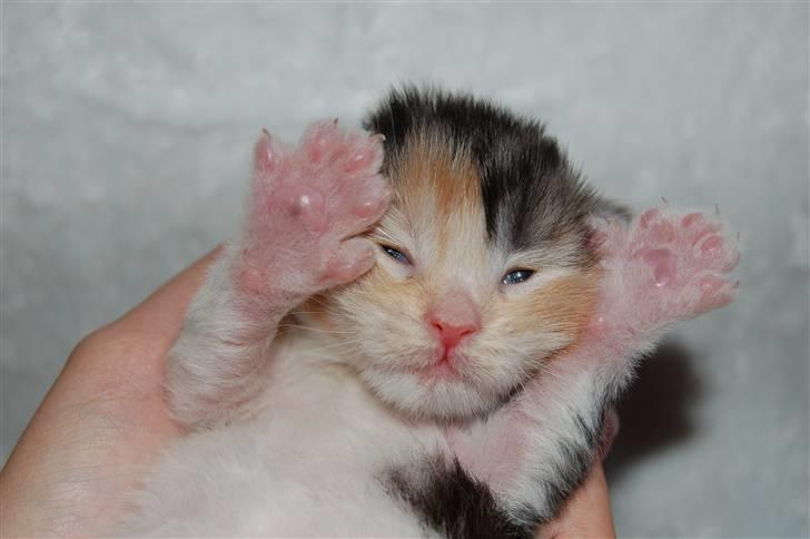 Maine Coon  Berta Bumble Bee P billede 2