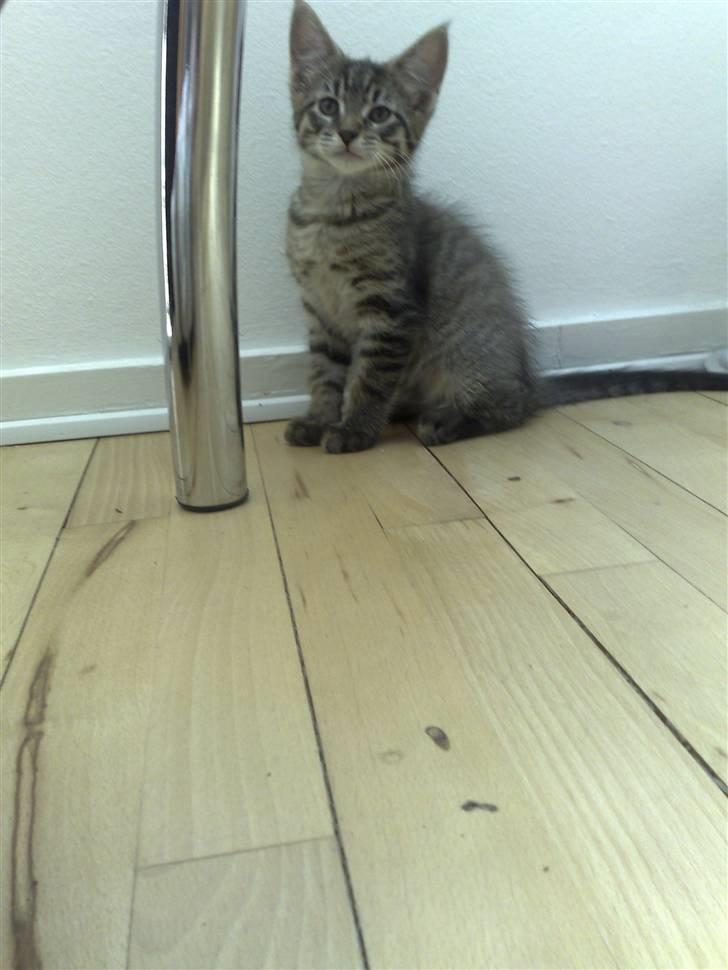 Blanding af racer Sofus billede 15