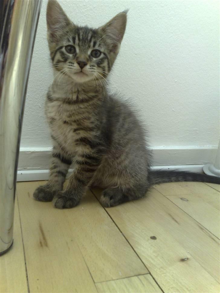 Blanding af racer Sofus billede 16