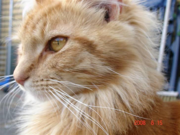 Maine Coon Rødmis - puha, hvor er jeg lækker! (: billede 1