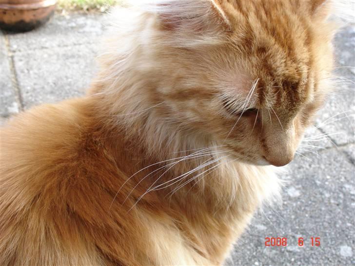 Maine Coon Rødmis - ikke flere billeder nu! d: billede 2