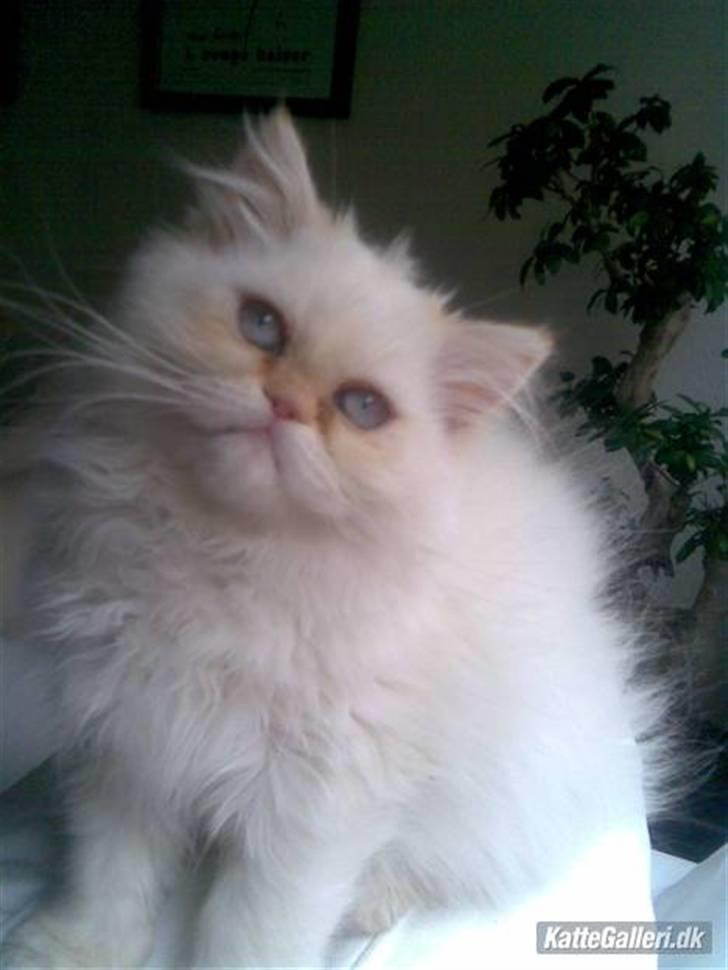 Colorpoint Gismo - Lad ikke billedet narre dig, han er ikke spor genert (: 12 uger gammel. billede 1