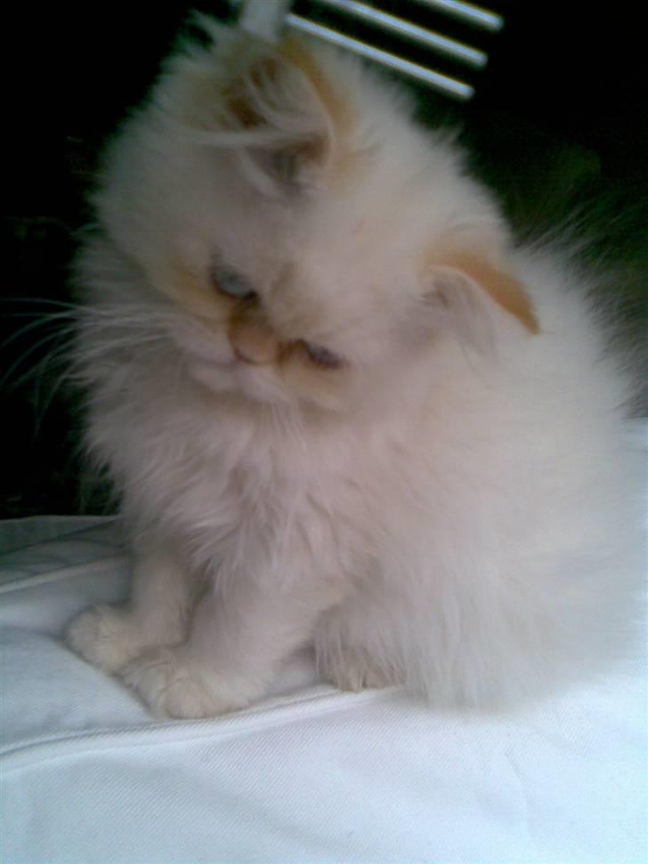 Colorpoint Gismo billede 2