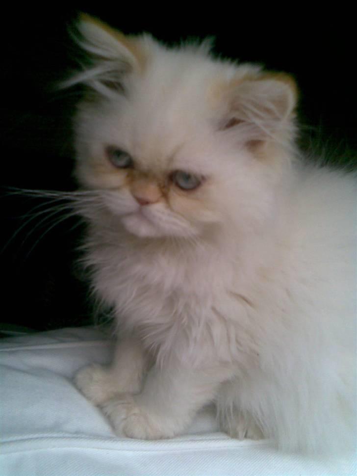 Colorpoint Gismo billede 3