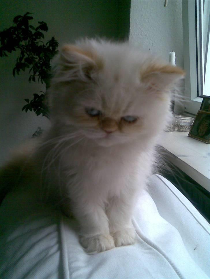 Colorpoint Gismo billede 4