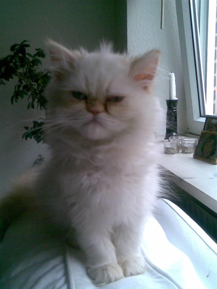 Colorpoint Gismo - Ja vi kan også se lidt sure ud til tider (; billede 5