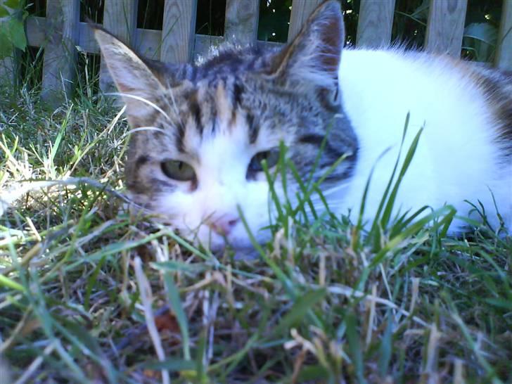 Huskat Miss Tiger - "phyyy... hvor er jeg bare træt!!" billede 1