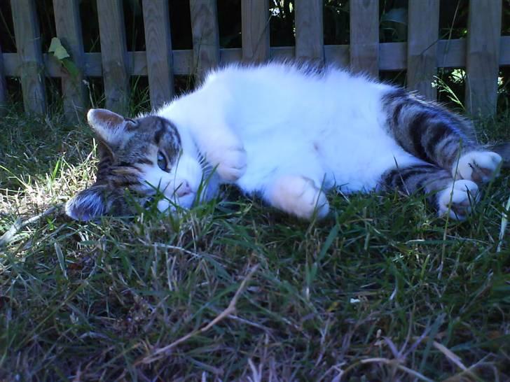 Huskat Miss Tiger - "se min lækre mave<3" billede 2