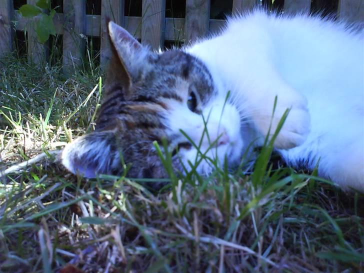 Huskat Miss Tiger - er hun ikke bare nuser<3 billede 3