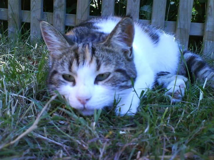 Huskat Miss Tiger billede 4