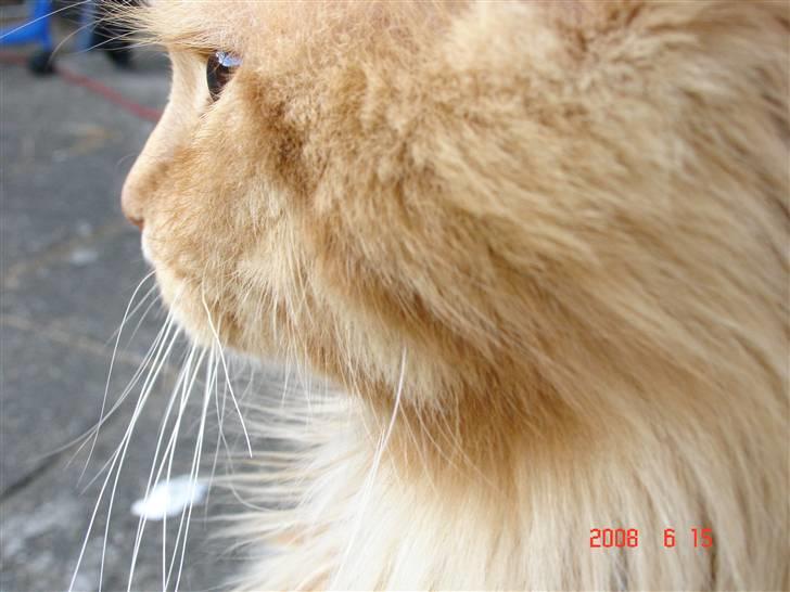 Maine Coon Rødmis - jeg er en smugle buttet i mit ansigt d: billede 3