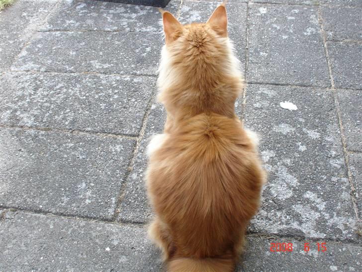 Maine Coon Rødmis - min numse :D billede 4