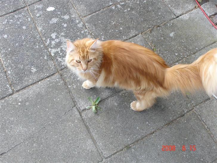 Maine Coon Rødmis - se mig, se mig, se mig :D billede 5