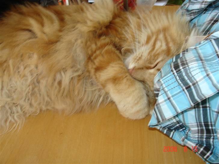 Maine Coon Rødmis - ej hvor er jeg træt. lad mig være! billede 6