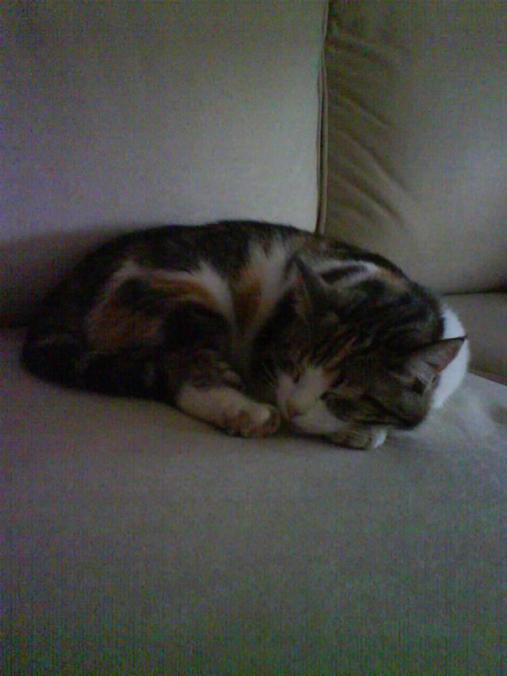 Huskat Miss Tiger - og efter en lang dag.... billede 5