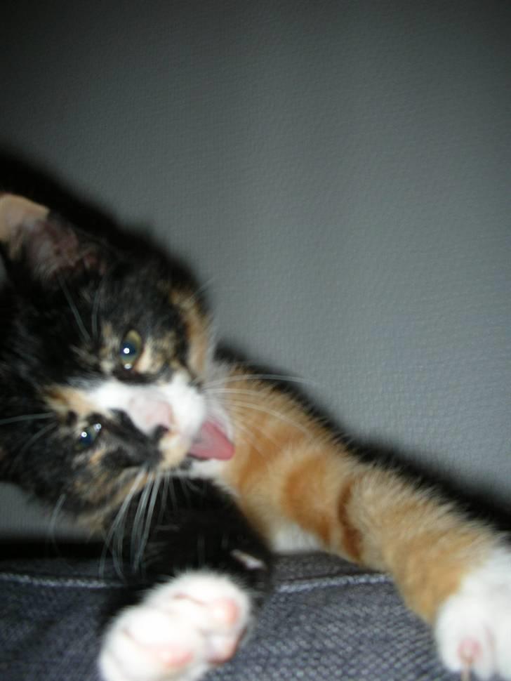 Huskat Sahara - Er jeg ikke dejlig?? billede 1