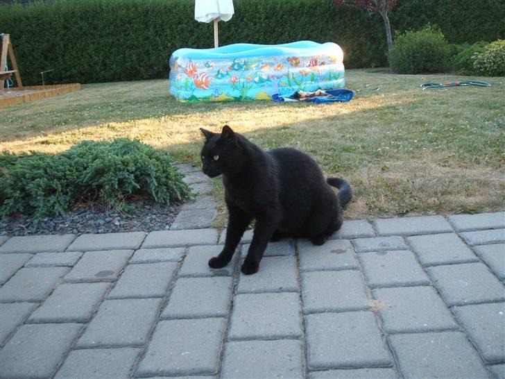 Huskat Simba *  solgt :´-(  * - Velkommen til Simbas Profil :-)    -Læg gerne en bedømmelse/kommentar inden i går! billede 1