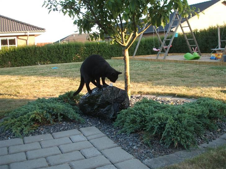 Huskat Simba *  solgt :´-(  * - Simbas elskede vandsten; det er altid bejligt med en tår vand! billede 2