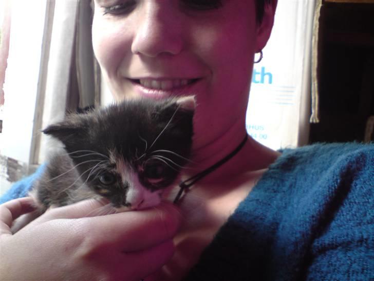 Huskat Sahara - Hvad sker der her?? 4 uger gammel. billede 2