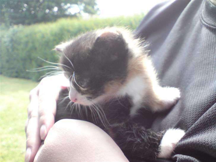 Huskat Sahara - Hvordan kommer jeg væk?? 4 uger gammel. billede 3