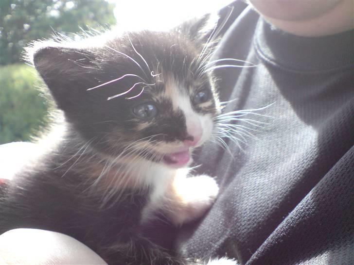 Huskat Sahara - Kalder lige på min missemor. 4 uger gammel. billede 4