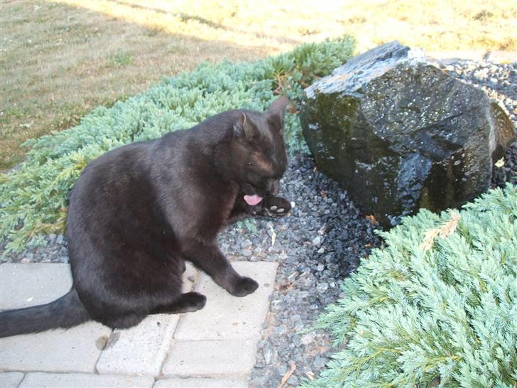 Huskat Simba *  solgt :´-(  * - "jeg gør mig lige fin inden jeg skal fotograferes" billede 3