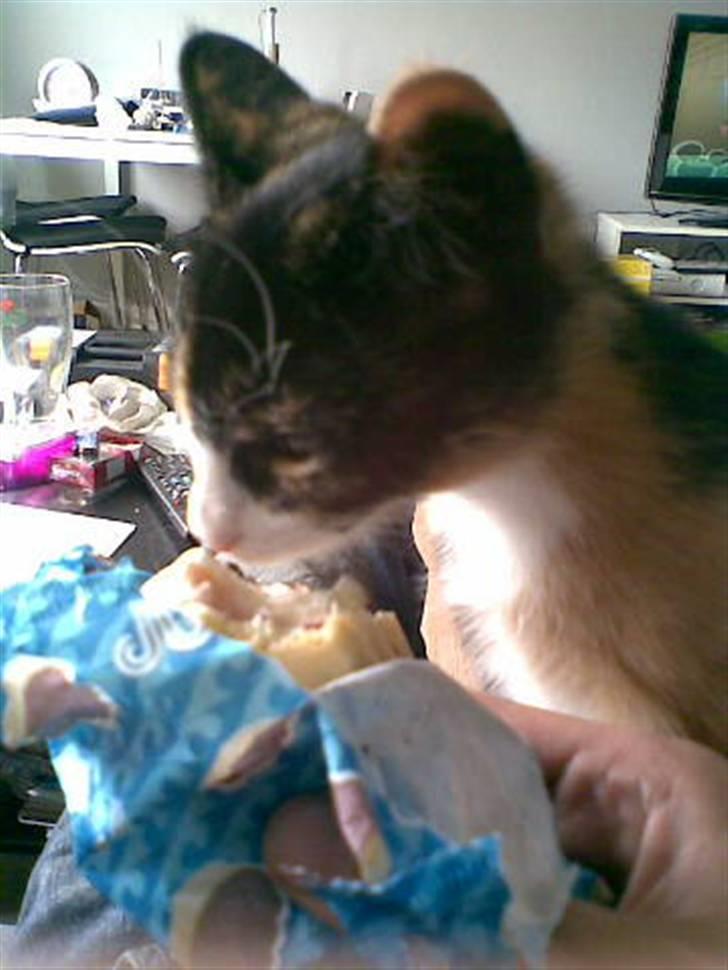 Huskat Sahara - Spiser is, sammen med far, mens mor er på arbejde. billede 5