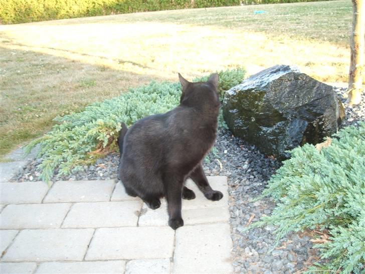 Huskat Simba *  solgt :´-(  * - "hvem dér?" billede 4