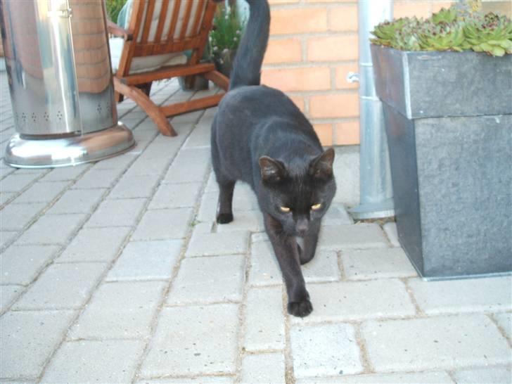 Huskat Simba *  solgt :´-(  * - Simba billede 5