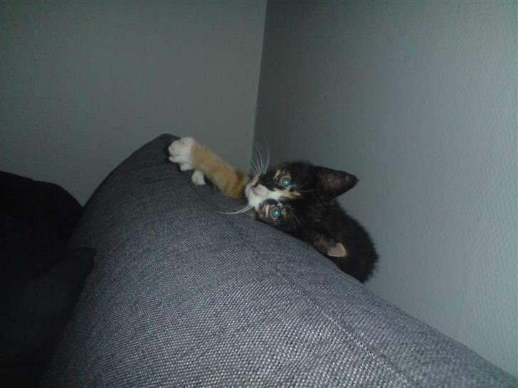 Huskat Sahara - Hej.... må man ikke sove i fred. billede 6