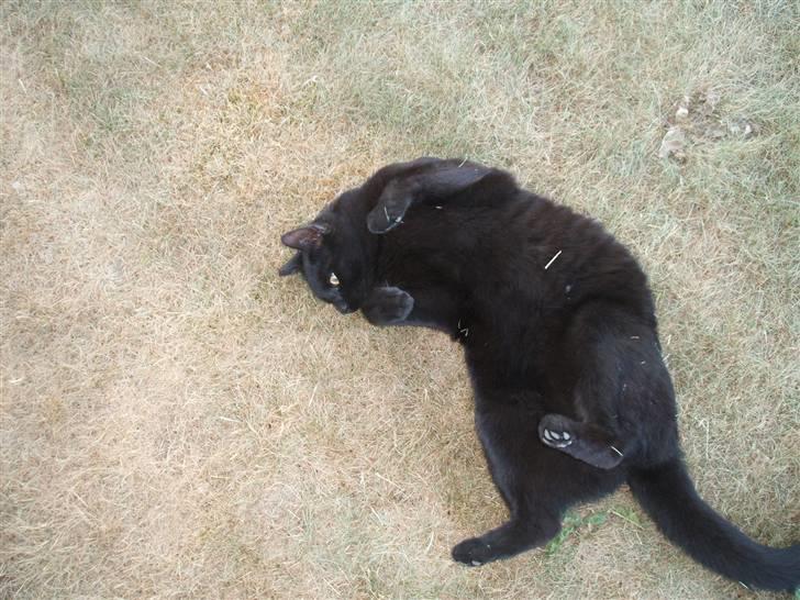 Huskat Simba *  solgt :´-(  * - "jeg vil gerne kløes lidt på maven, mor" billede 6