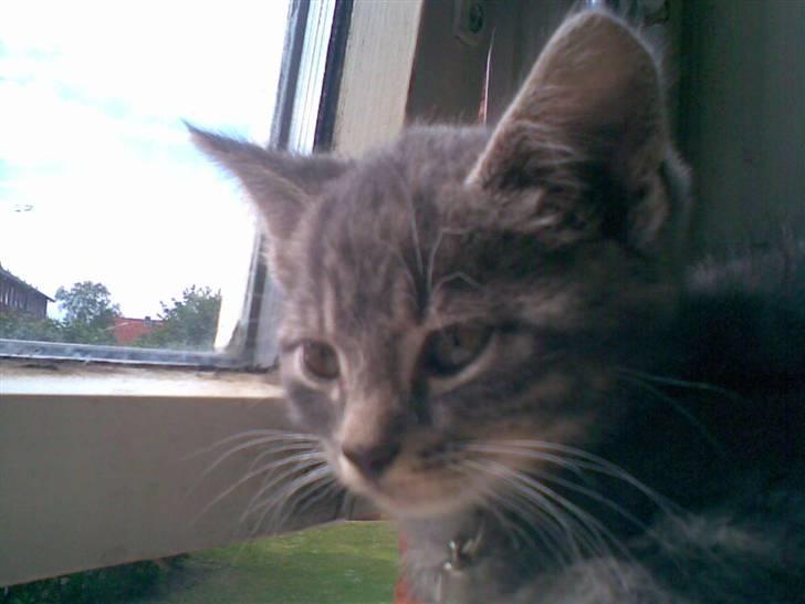 Huskat Emil billede 1