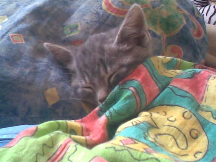 Huskat Emil billede 2