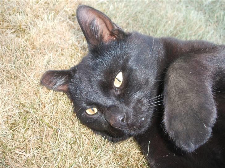 Huskat Simba *  solgt :´-(  * - Simba billede 7