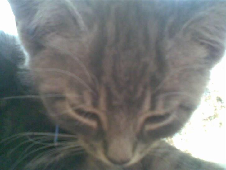 Huskat Emil billede 3