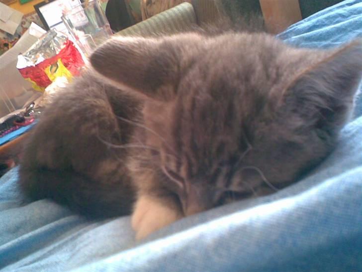 Huskat Emil billede 4