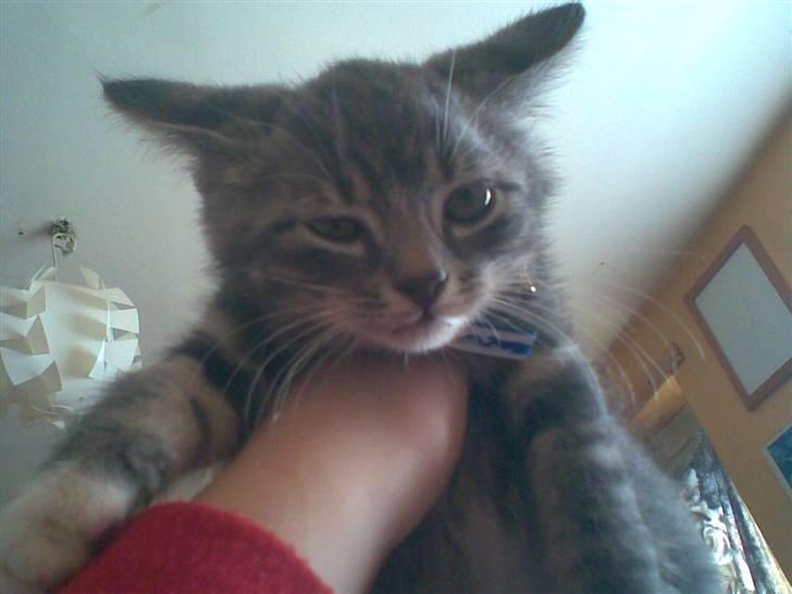 Huskat Emil billede 5