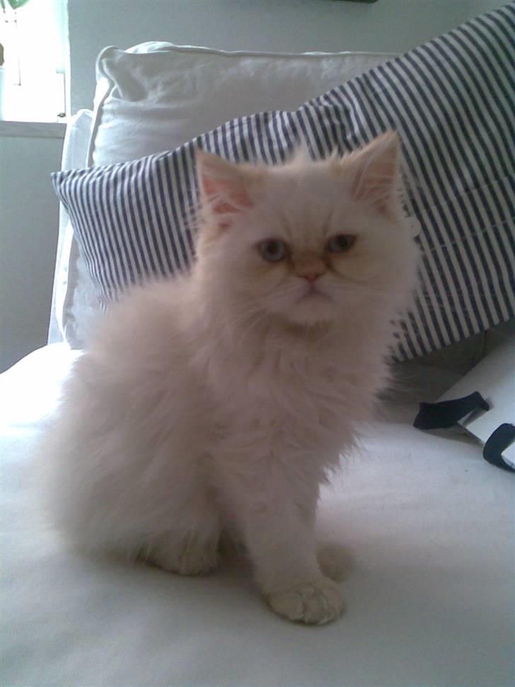 Colorpoint Gismo billede 6