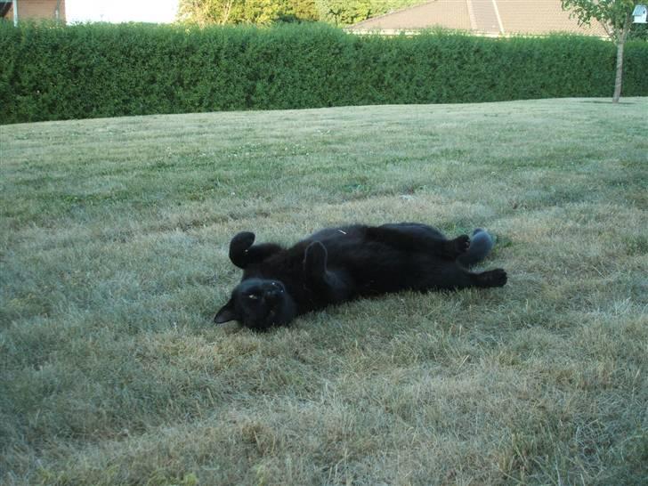 Huskat Simba *  solgt :´-(  * - "hvor blir du af, mor?" billede 8