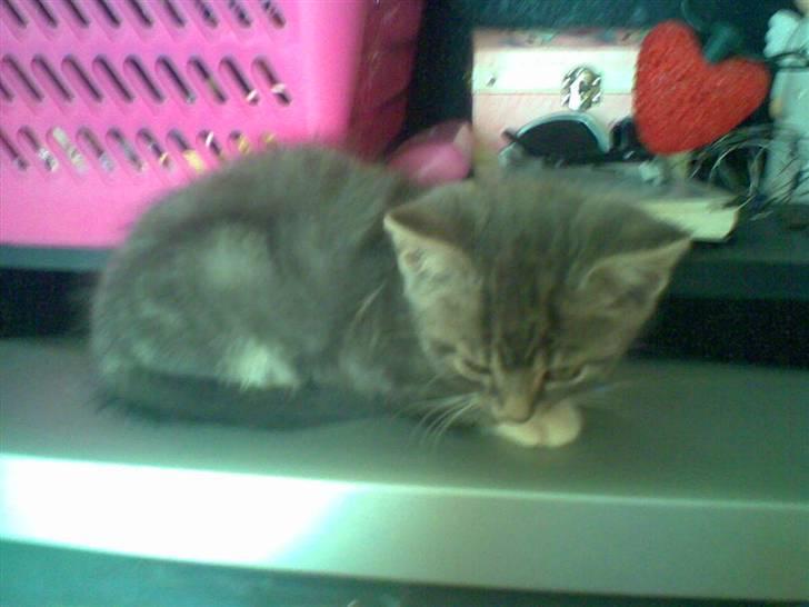 Huskat Emil billede 6