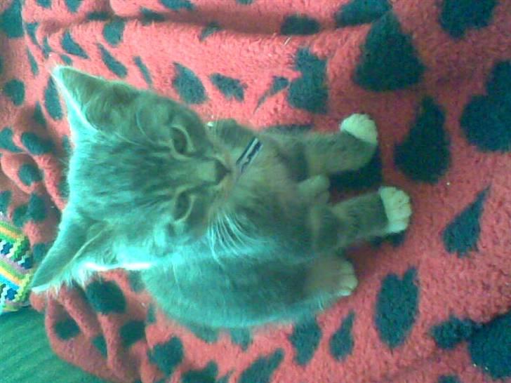 Huskat Emil billede 7